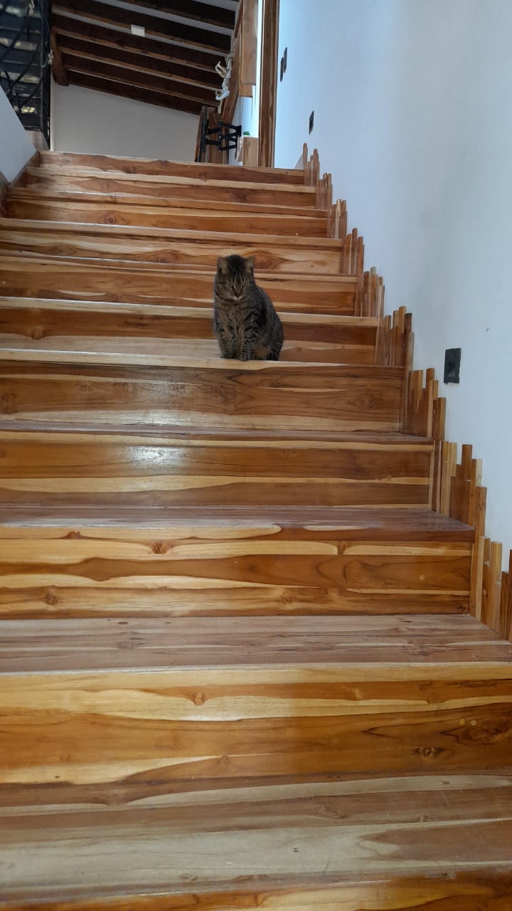 2022060239233069055250500