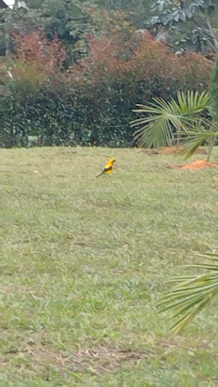 2022060239358011445250500