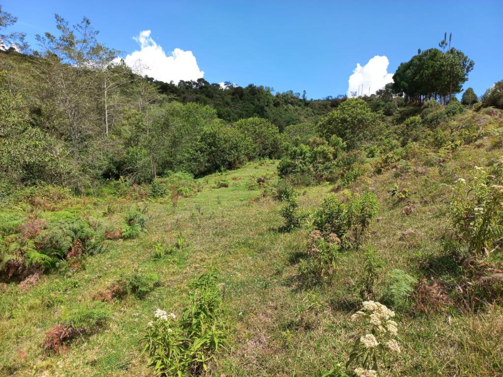 2022060255217816205250710