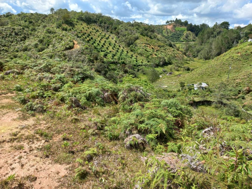 2022060255232450215250710