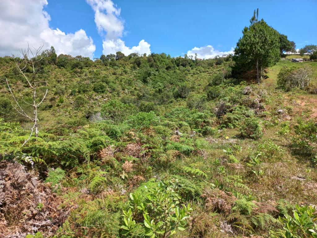 2022060255280990725250710