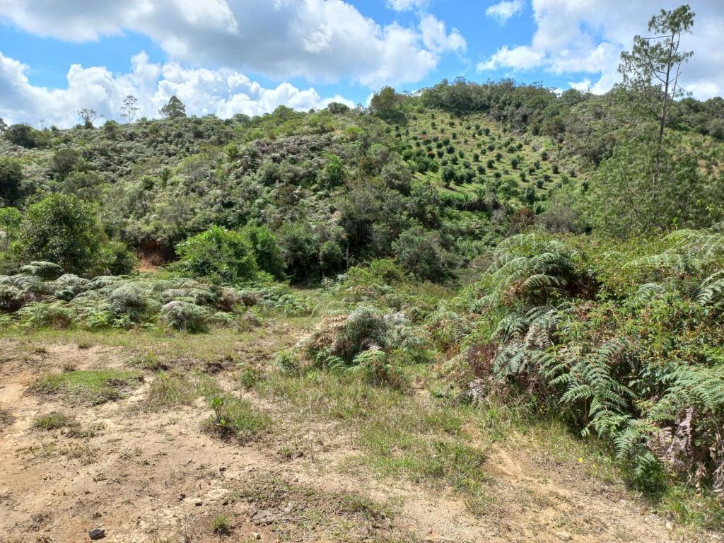 2022060255305882375250710