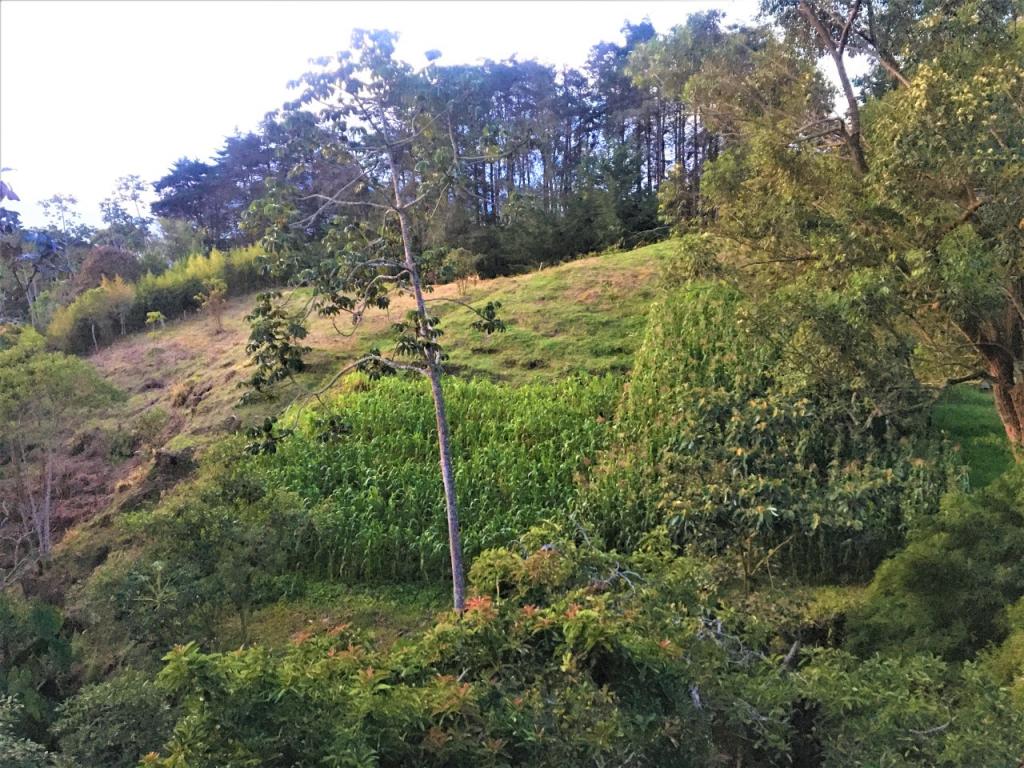 2022060318387841235250939