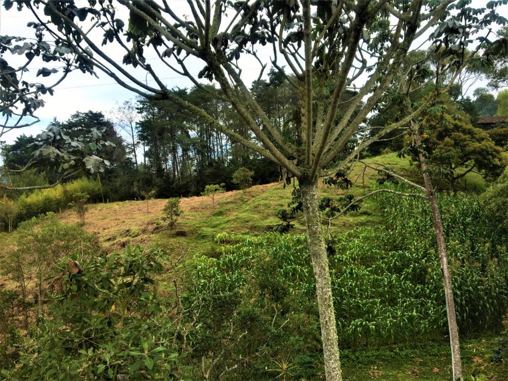 2022060318427531785250939