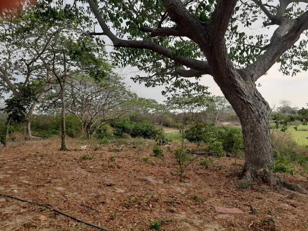 2022060329209529925251037