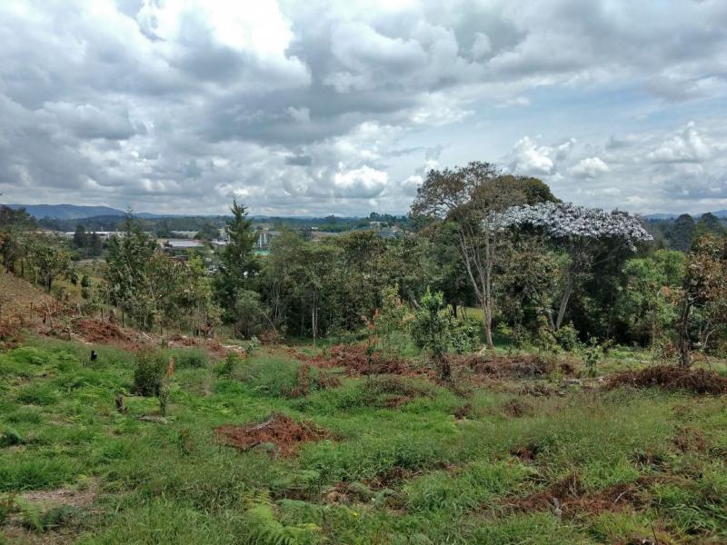 2022060432048416615251752