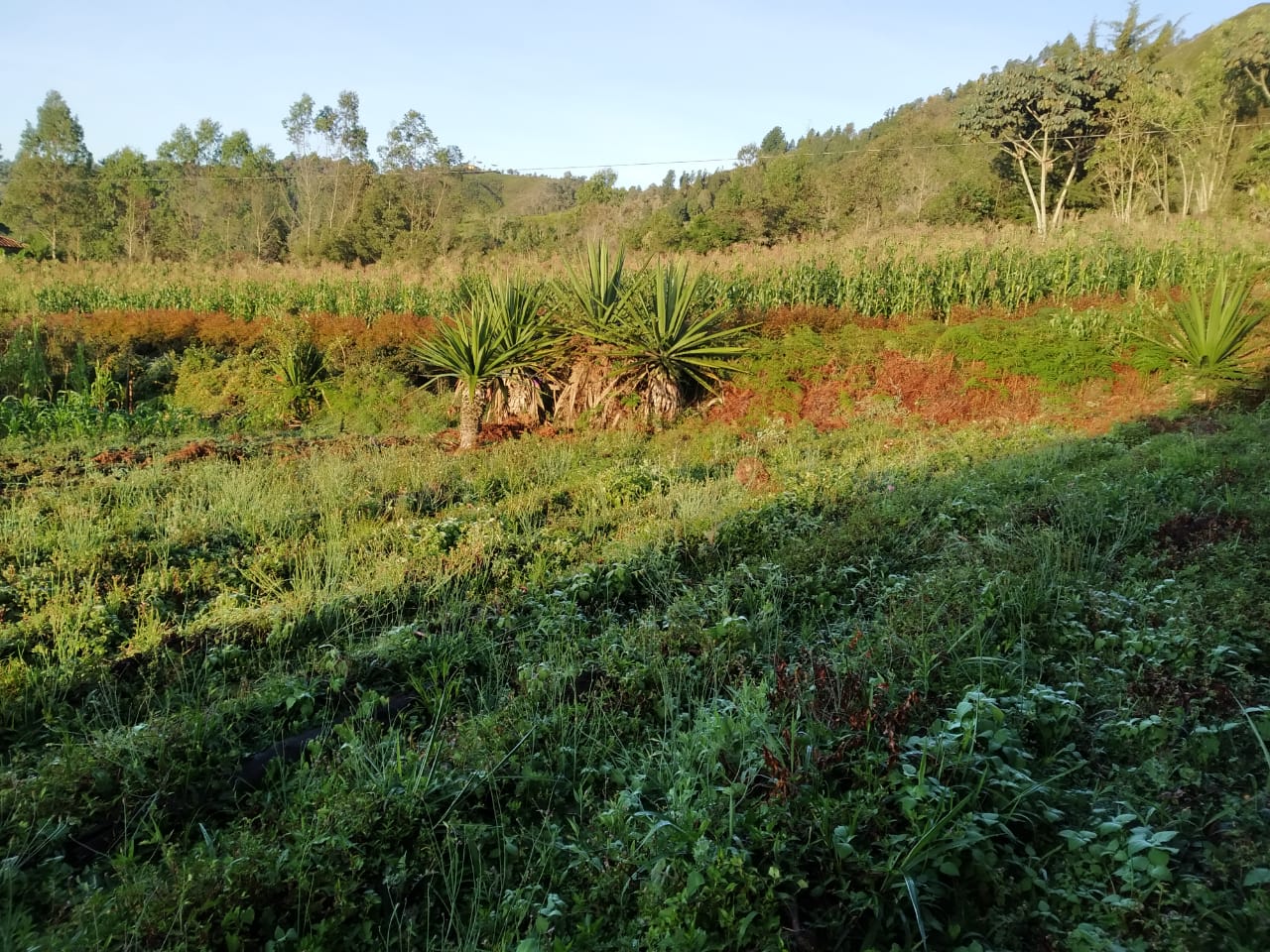 85730120260515120145 Lote en venta en SAN VICENTE, Sector Vereda La Enea.