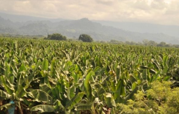 Finca Bananera en venta en Carepa Antioquia, cerca a Estación Militar.