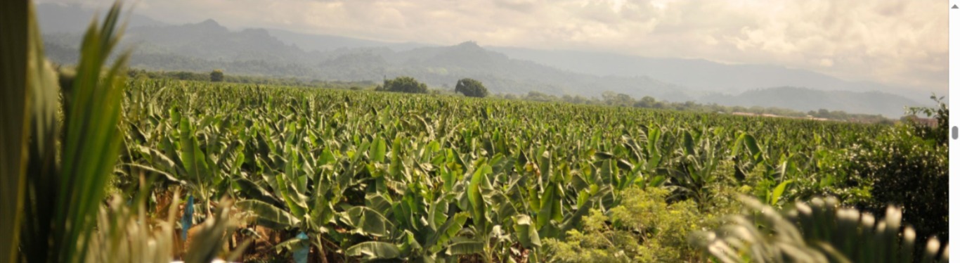 85730120260521015433 Finca Bananera en venta en Carepa Antioquia, cerca a Estación Militar.