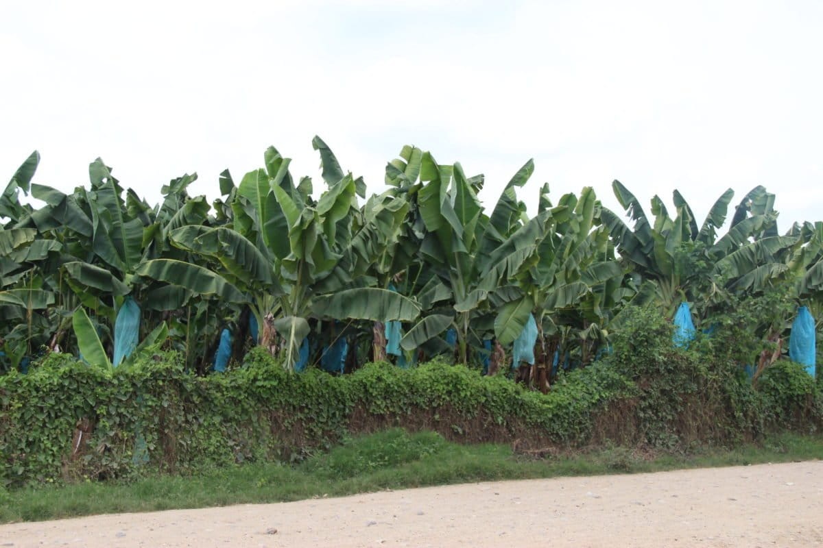 85730220260521015434 Finca Bananera en venta en Carepa Antioquia, cerca a Estación Militar.